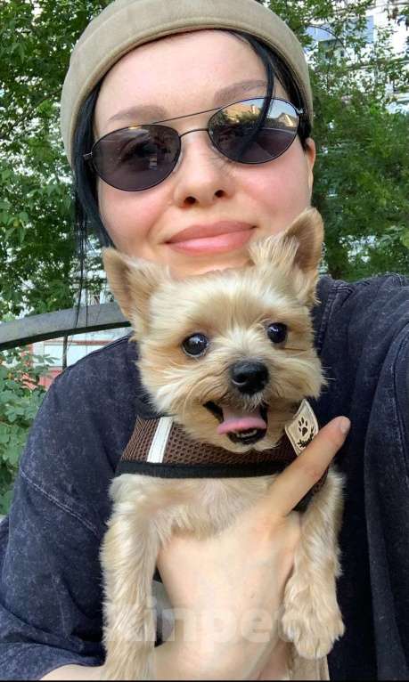 Собаки в Воронеже: Бимо,я ищу тебя ! Мальчик, 5 000 руб. - фото 3