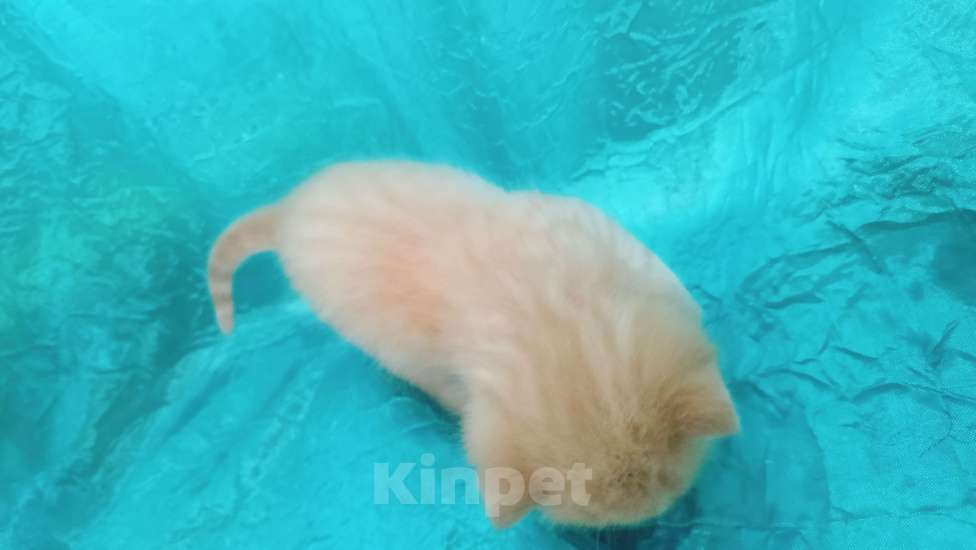 Кошки в Санкт-Петербурге: Шотландский котенок золотая шиншилла Мальчик, 23 000 руб. - фото 5