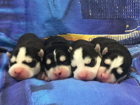 Хаски Щенки Разных окрасов