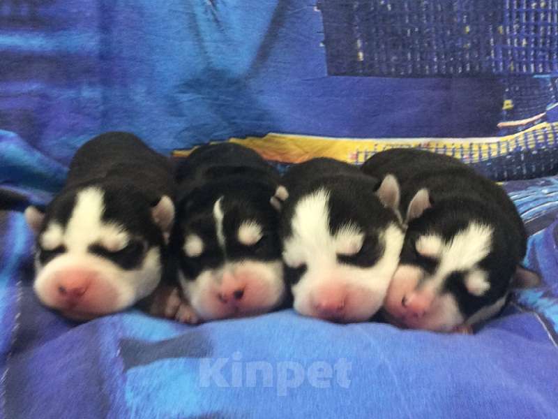 Собаки в Егорьевске: Хаски Щенки Разных окрасов Разнополые, Бесплатно - фото 1