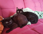 Кошки в Дмитровске: Котенок черный с белым 4 мес, 50 руб. - фото 8