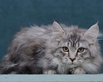 Кошки в Ливны: Мейн-кун котенок, 12 000 руб. - фото 3