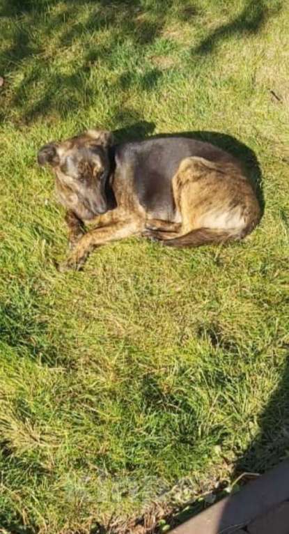 Собаки в Москве: ТИГРУША -ТИГРОВАЯ СОБАЧКА Девочка, Бесплатно - фото 2