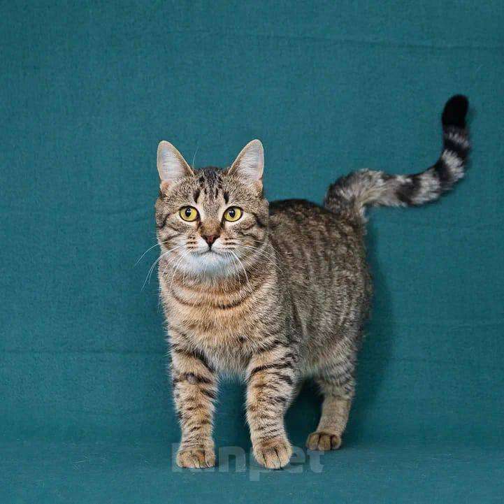 Кошки в Москве: кошка Яблонька ищет дом Девочка, Бесплатно - фото 2