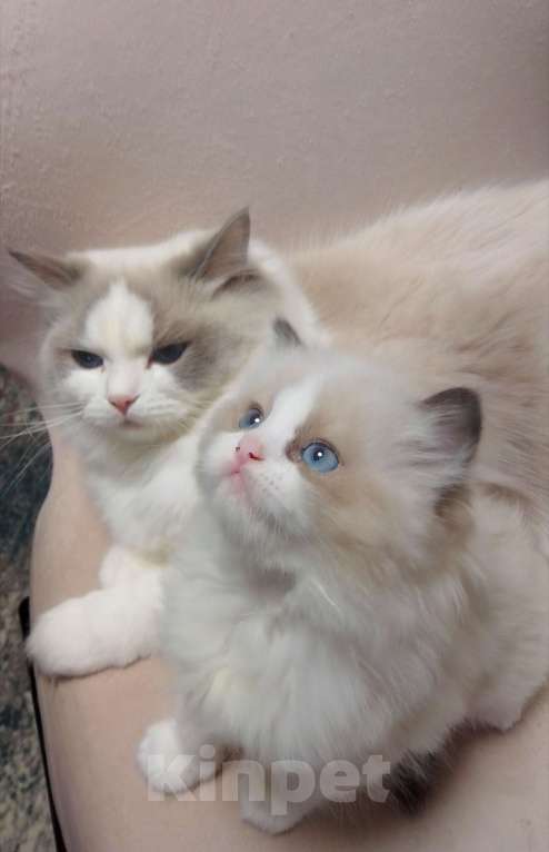 Кошки в Москве: Рэгдолл котенок девочка Девочка, 120 000 руб. - фото 2