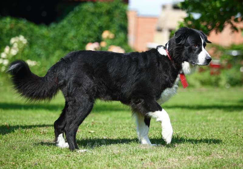Собаки в Москве: Бордер-колли Маргоша в добрые руки Девочка, Бесплатно - фото 5