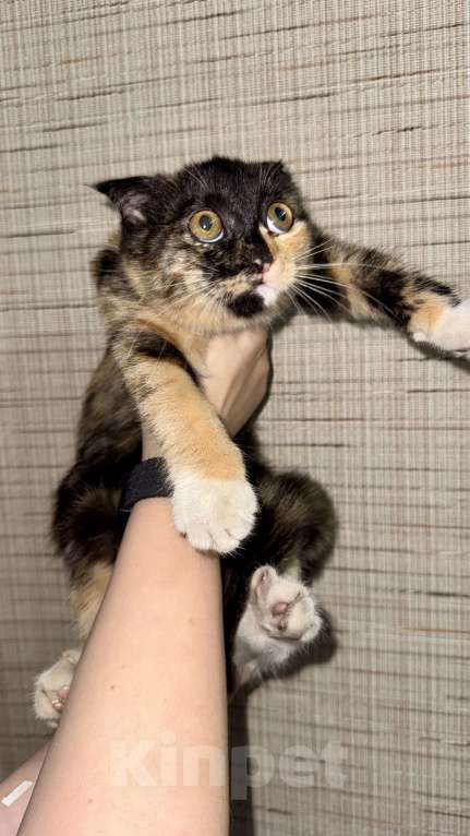 Кошки в Ставрополе: Трехцветная кошка вислоухая Девочка, Бесплатно - фото 3