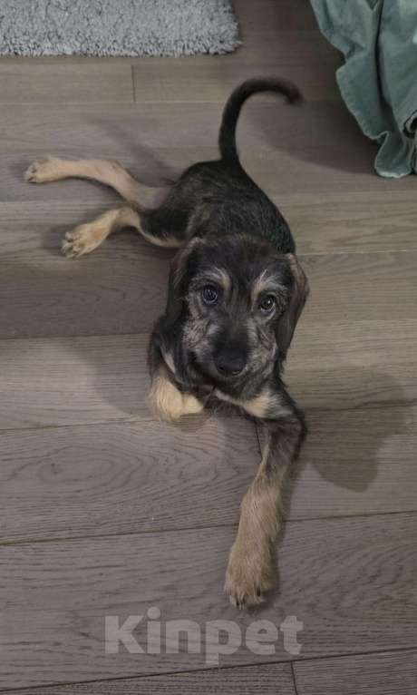 Собаки в Москве: Якутята ппбж Девочка, Бесплатно - фото 8