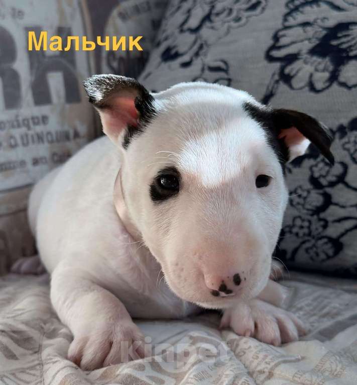 Собаки в Екатеринбурге: Щенки миниатюрного бультерьера Разнополые, 80 000 руб. - фото 1