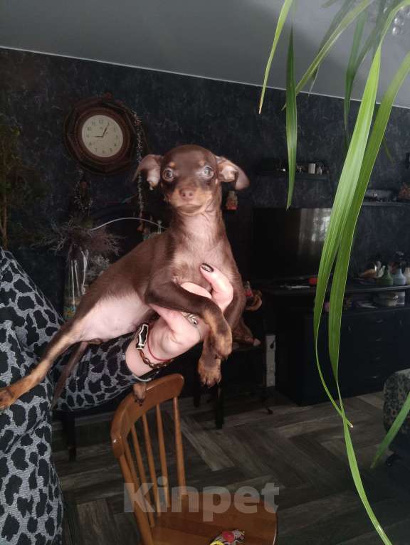 Собаки в Москве: Шоко мальчик Мальчик, 40 000 руб. - фото 4