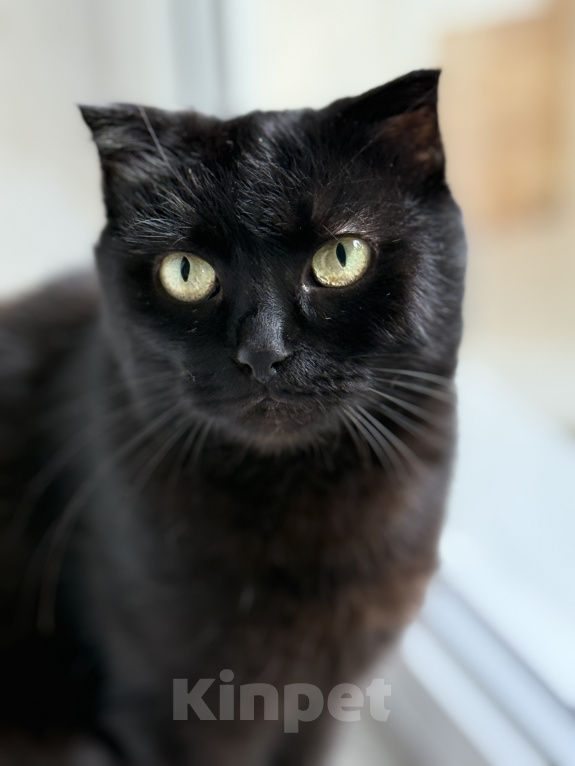 Кошки в Санкт-Петербурге: Кошечка Девочка, Бесплатно - фото 7