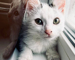 Кошки в Москве: Котенок Семен ищет дом Мальчик, Бесплатно - фото 10