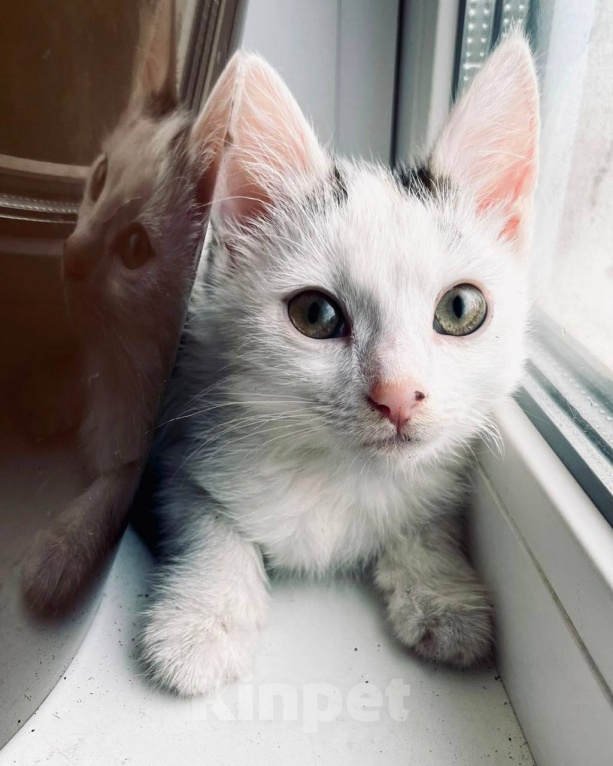 Кошки в Москве: Котенок Семен ищет дом Мальчик, Бесплатно - фото 10
