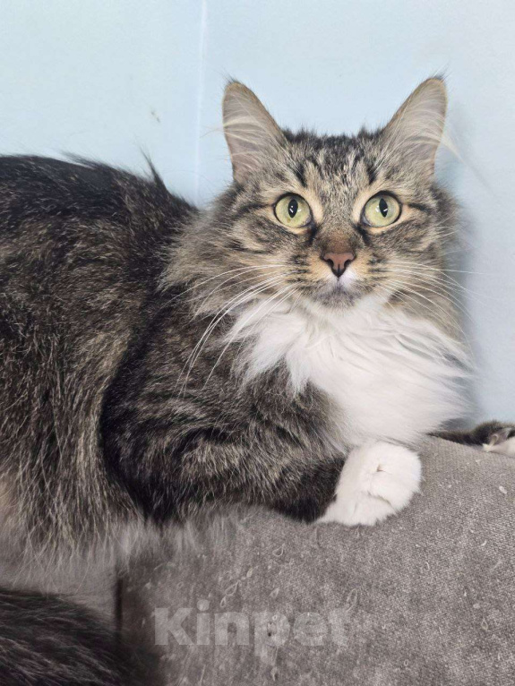 Кошки в Москве: Пушистая Юки в поисках своих людей Девочка, Бесплатно - фото 1