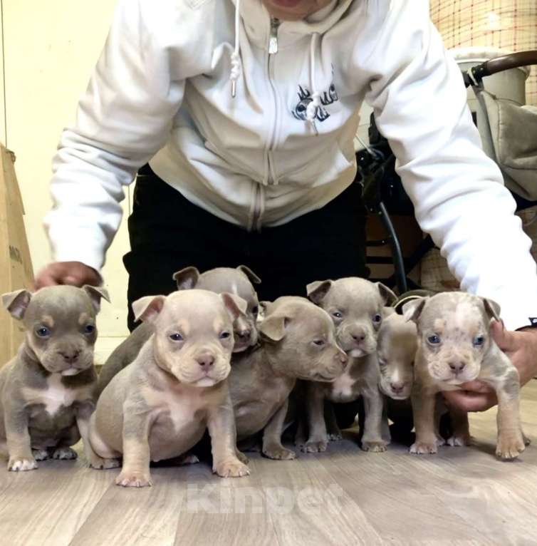 Собаки в Санкт-Петербурге: Шикарные щенки Американский Булли Мальчик, 60 000 руб. - фото 2