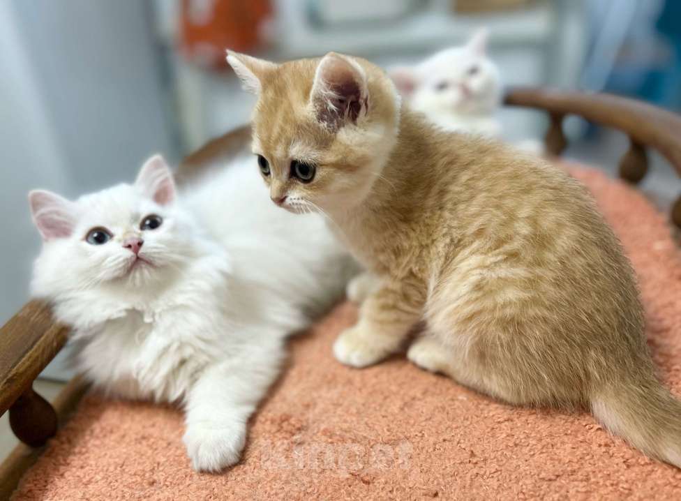 Кошки в Москве: Котик золотая шиншилла  Мальчик, 25 000 руб. - фото 7