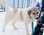 Собаки в Подольске: Очаровательный песик Каспий в добрые руки Мальчик, Бесплатно - фото 9