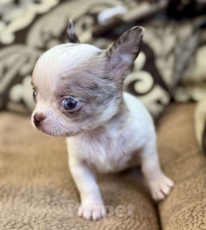 Собаки в Балашихе: Девочка чихуахуа  Девочка, 50 000 руб. - фото 6