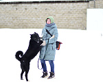 Собаки в Москве: Собака из приюта ждет семью Мальчик, Бесплатно - фото 4