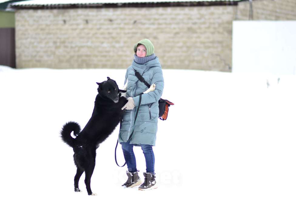 Собаки в Москве: Собака из приюта ждет семью Мальчик, Бесплатно - фото 4