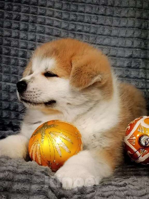 Собаки в Липецке: Акита ину мальчики Мальчик, Бесплатно - фото 2