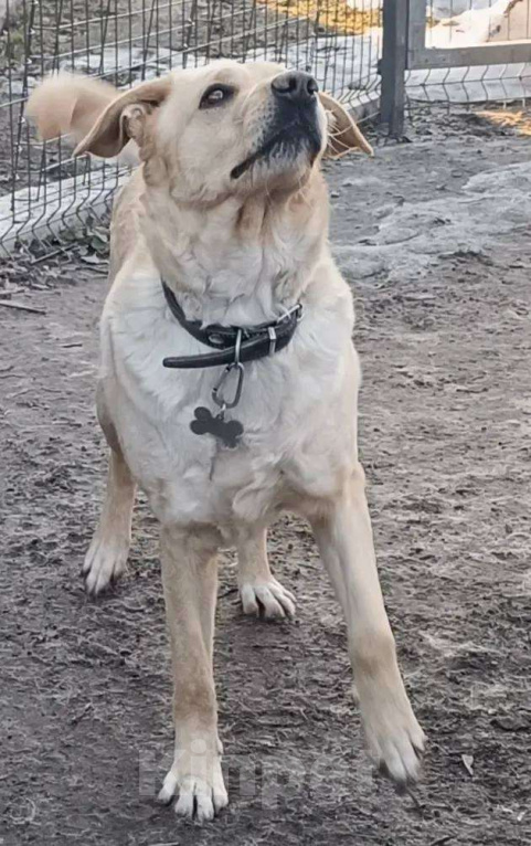 Собаки в Москве: Его спасли с промзоны, чтобы он нашел любящую семью Мальчик, Бесплатно - фото 2