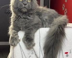 Кошки в Москве: Котята мейн-кун,  полидакт Мальчик, Бесплатно - фото 2