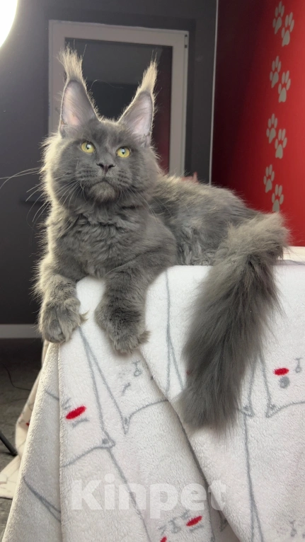 Кошки в Москве: Котята мейн-кун,  полидакт Мальчик, Бесплатно - фото 2