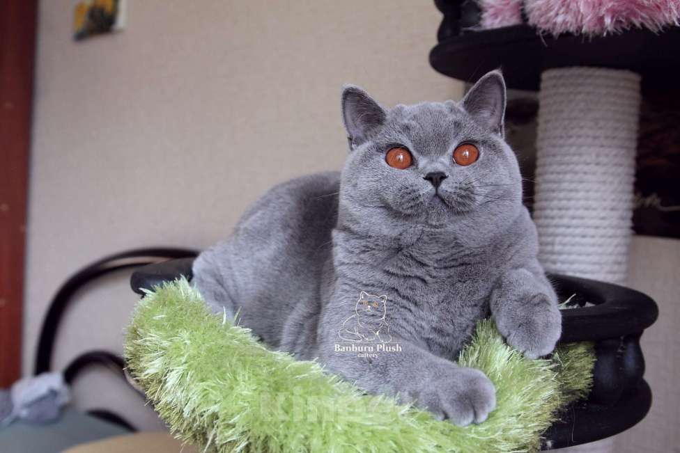 Кошки в Санкт-Петербурге: Нужен дом британке Девочка, 10 000 руб. - фото 4