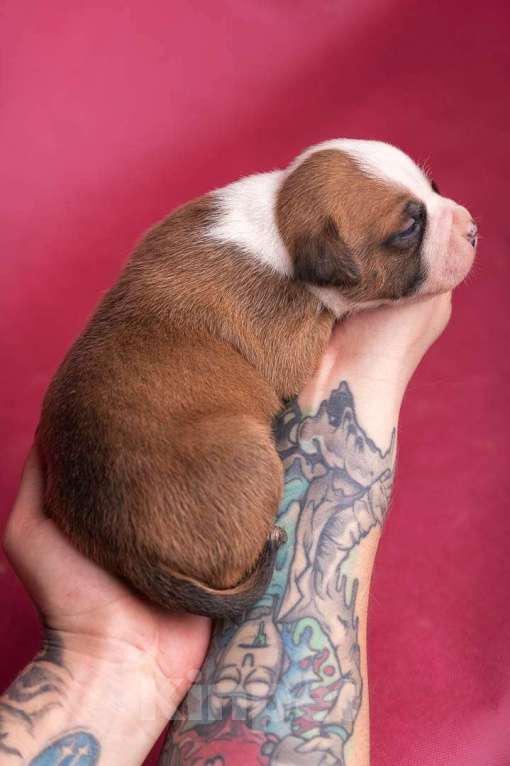 Собаки в Кореновске: Кобель АСТ РКФ Мальчик, Бесплатно - фото 6