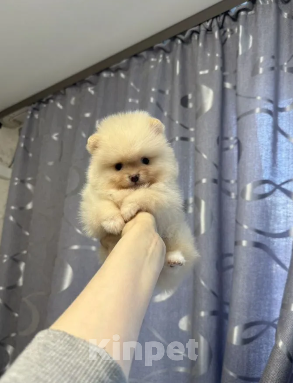 Собаки в Москве: Девочка Девочка, 25 000 руб. - фото 1