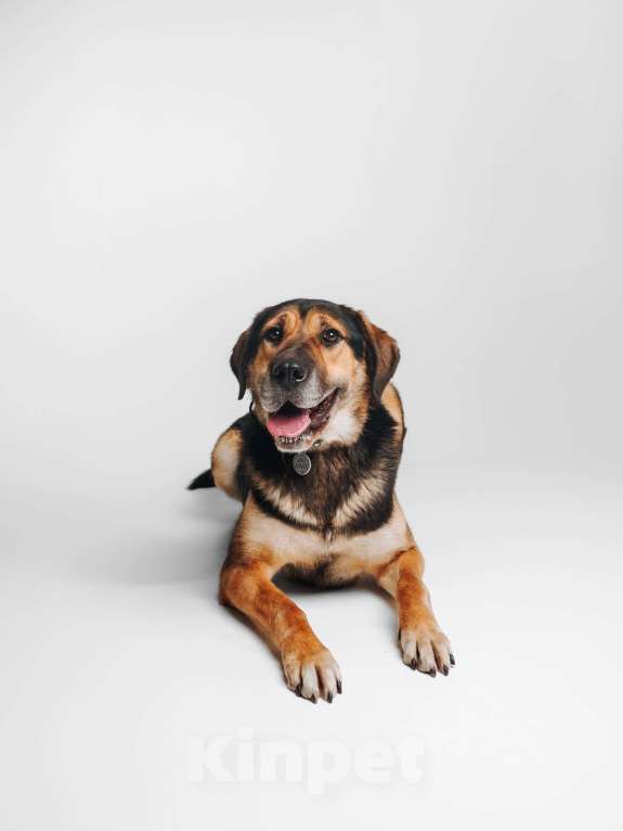 Собаки в Москве: Идеальная собака, очень умная и послушная Девочка, Бесплатно - фото 1