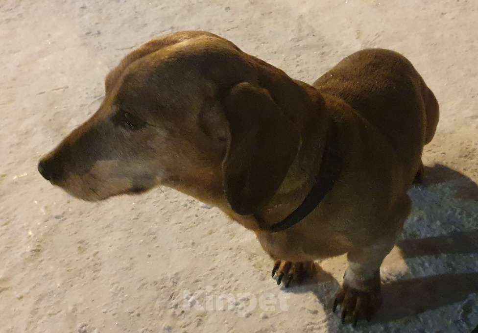 Собаки в Екатеринбурге: Найдена такса (мальчик) Мальчик, Бесплатно - фото 2