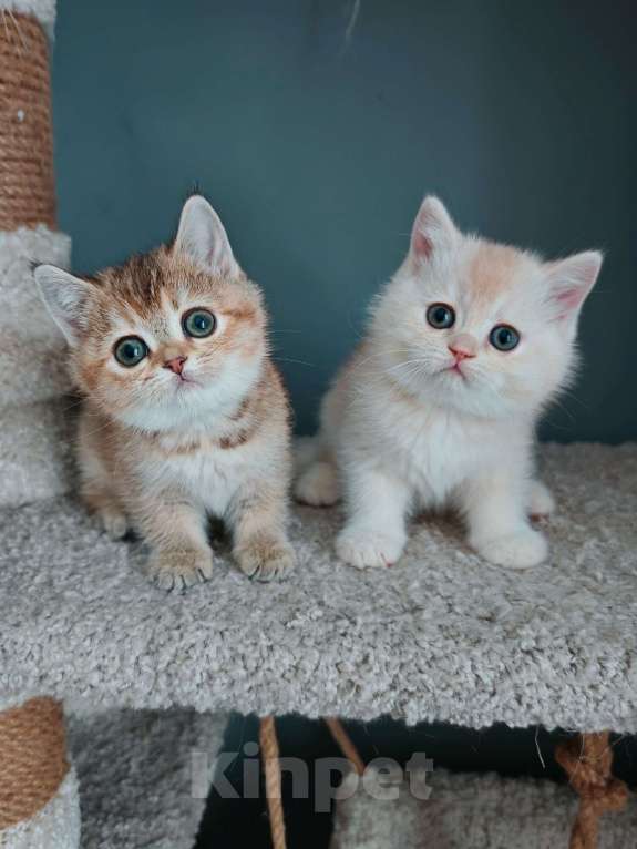 Кошки в Москве: Породистые шотландские котята Мальчик, 65 000 руб. - фото 3