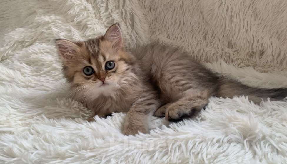 Кошки в Москве: Шотландская Highland stright Девочка, 38 000 руб. - фото 7