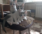 Кошки в Ульяновске: Котята в добрые руки. Девочка, Бесплатно - фото 1