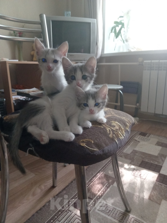 Кошки в Ульяновске: Котята в добрые руки. Девочка, Бесплатно - фото 1