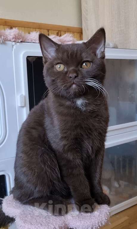 Кошки в Екатеринбурге: Британский котик Мальчик, Бесплатно - фото 3