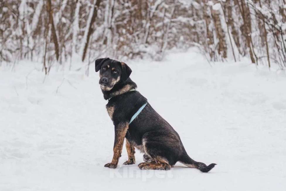 Собаки в Москве: Щенок в добрые руки Мальчик, Бесплатно - фото 8