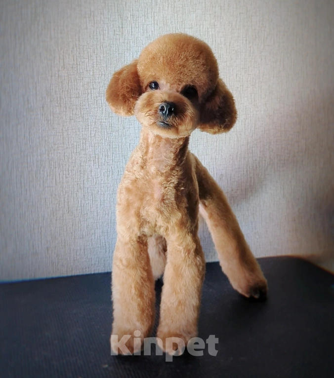 Собаки в Ельце: Щенки той-пуделя Девочка, 60 000 руб. - фото 9