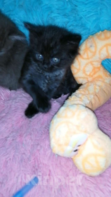 Кошки в Москве: Шотландские котята хайленд  Девочка, 8 000 руб. - фото 7