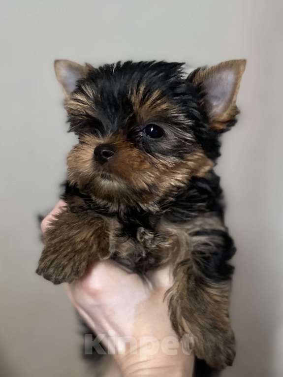 Собаки в Москве: Йоркширский терьер мальчики Мальчик, Бесплатно - фото 3