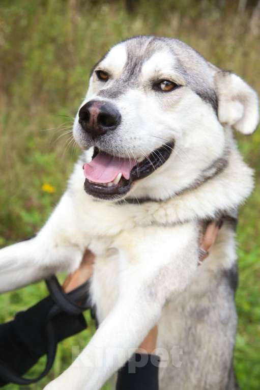 Собаки в Москве: Серенький Мальчик, Бесплатно - фото 16
