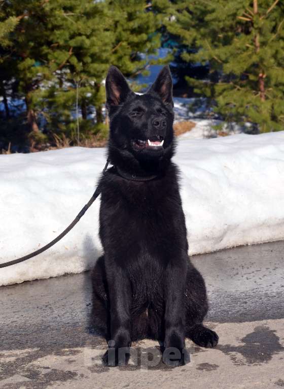 Собаки в Москве: Чёрная немецкая овчарка, крови ГДР. Девочка, Бесплатно - фото 4