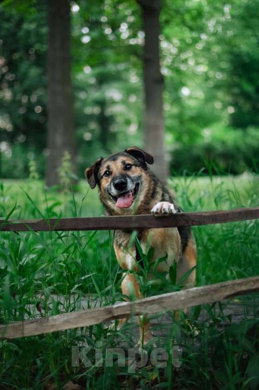 Собаки в Москве: Лучший Бро в добрые руки Мальчик, Бесплатно - фото 7