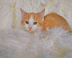 Кошки в Санкт-Петербурге: Рыжий котенок ищет любящую семью Девочка, 200 руб. - фото 4