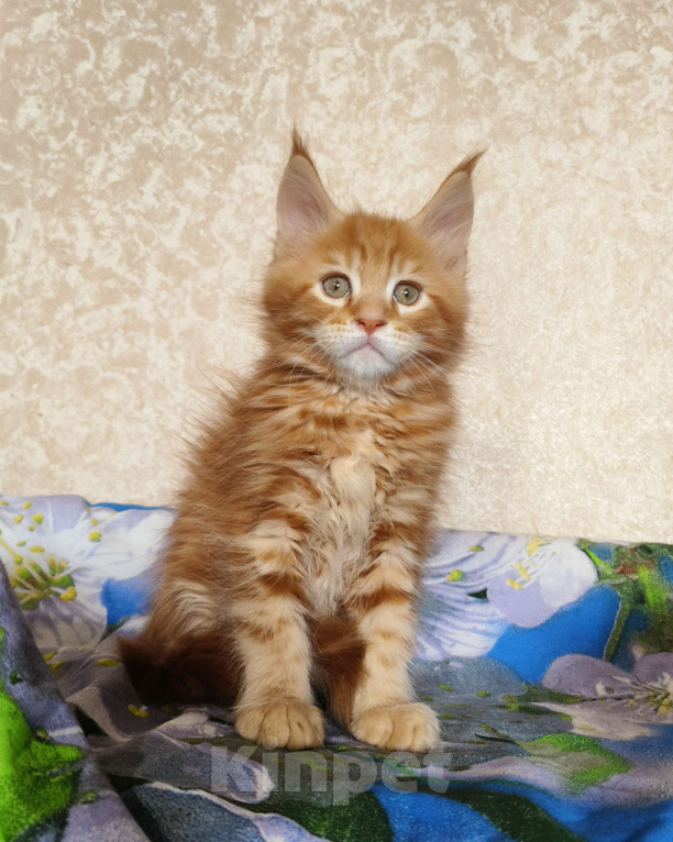 Кошки в Москве: Котёнок Мейн- Кун из питомника. Мальчик Мальчик, 70 000 руб. - фото 5