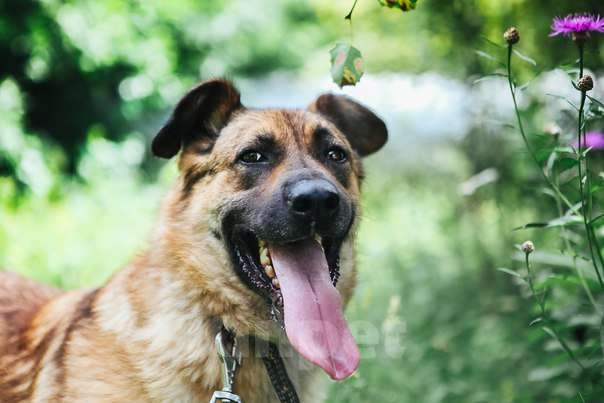 Собаки в Москве: Хлоя Девочка, Бесплатно - фото 3