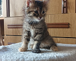 Кошки в Москве: Котята в добрые руки Разнополые, Бесплатно - фото 2