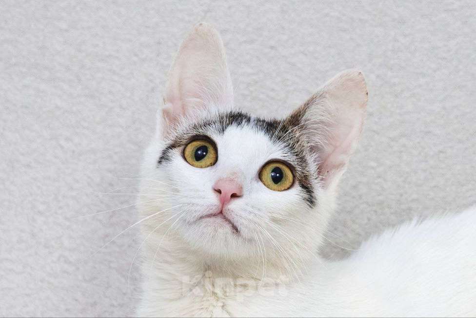 Кошки в Москве: Особенная Пенелопа ищет семью Девочка, Бесплатно - фото 2